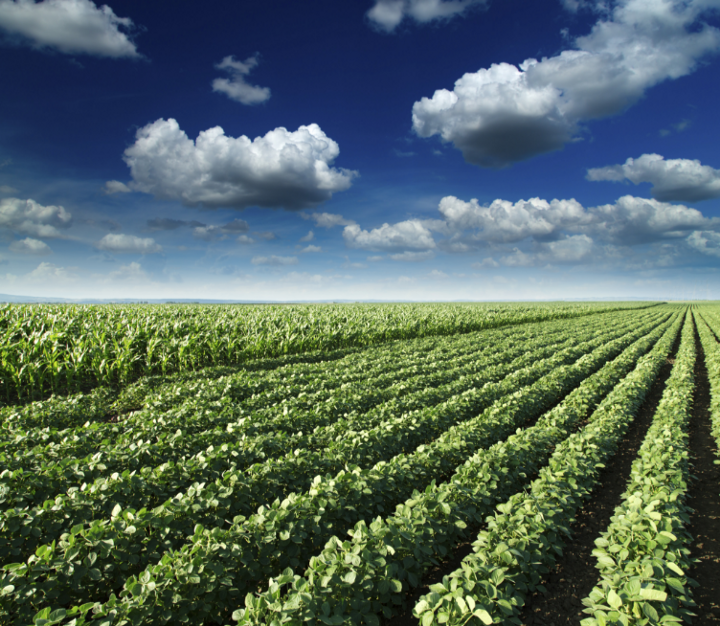 Crops and field