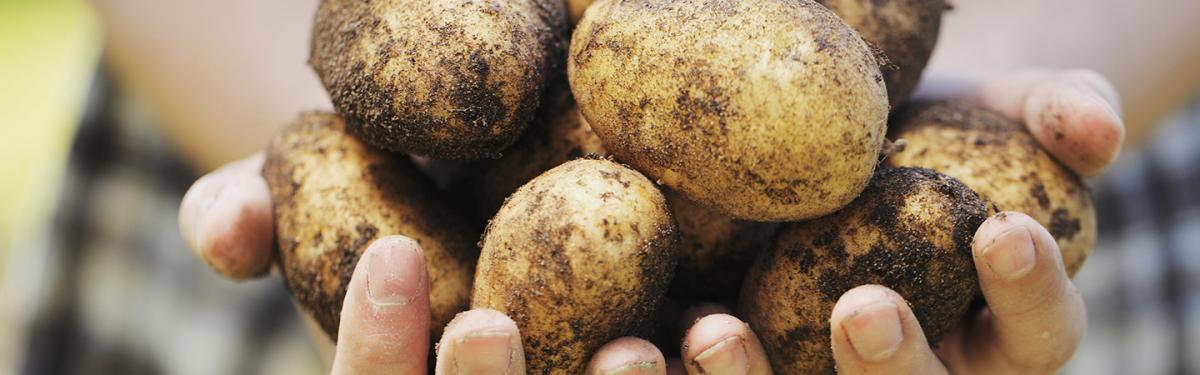 gmo potato food waste