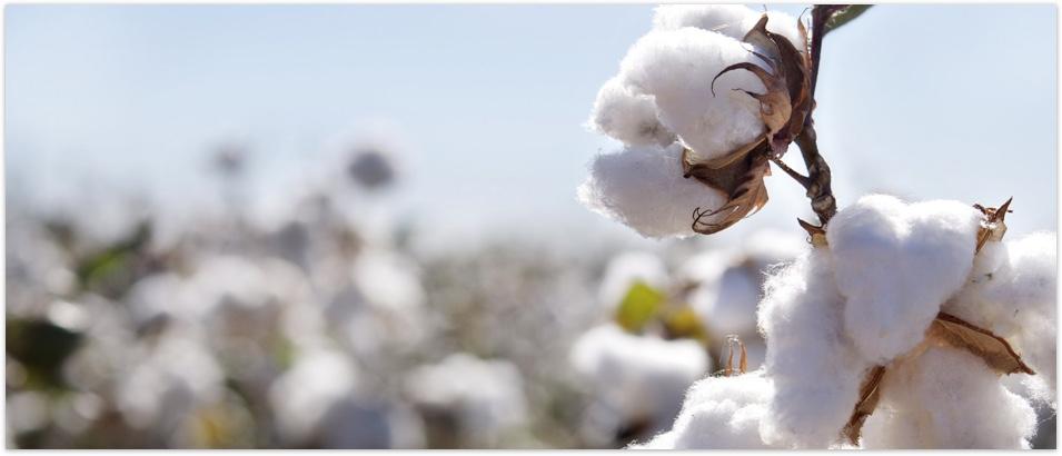 GMO cotton